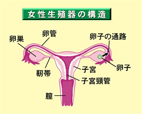 生殖器 女|女性のカラダの構造 